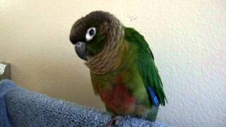 Gracie the green cheek conure talking [upl. by Esinaej]