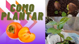 Como Plantar Caqui  Germinar caqui a partir da semente [upl. by Rona]