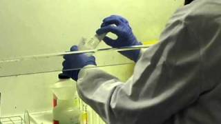 How Do Process a Urine Sample  Francesca Albertini [upl. by Akienom526]