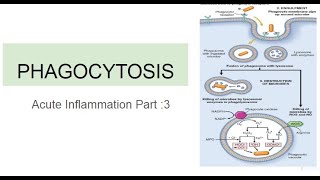 Phagocytosis Acute Inflammation Part 3 [upl. by Rehportsirhc]