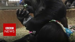 Gorilla gives birth at Smithsonian National Zoo  BBC News [upl. by Nosnej]