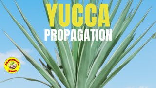 How to propagate Yucca Plant [upl. by Netta]