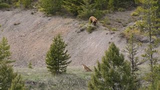 BEAR vs MTN LION  Crazy Mountain Lion Encounter [upl. by Ecnerolf643]