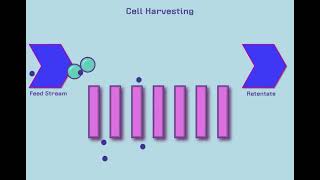 Introduction to Tangential Flow Filtration TFF [upl. by Nodnrb]