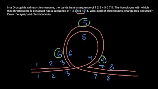 Synapsis of Homologous Chromosomes Explained [upl. by Analise]