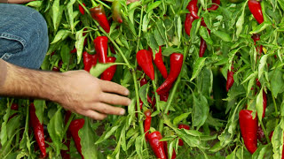 Organic Pepper Production Soil Preparation to Harvest [upl. by Ellatsirhc]