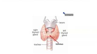 Embryology of the Thyroid Easy to Understand [upl. by Avner]