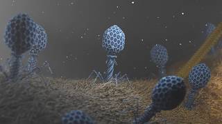 T4 Phage attacking Ecoli [upl. by Neyugn603]