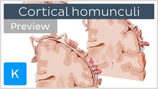 Motor and sensory cortical homunculus preview  Human Neuroanatomy  Kenhub [upl. by Lemon]