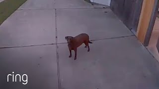 Owner Tells Dog To Go Back Inside Via Spotlight Cam  RingTV [upl. by Carmena]