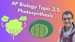 35 Photosynthesis  AP Biology [upl. by Claud]