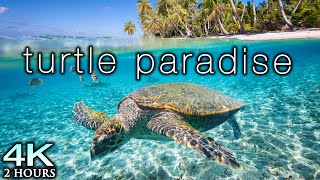 TURTLE PARADISE 4K Undersea Ambient Nature Relaxation Film  Jason Stephenson Meditation Music 🐢🥰 [upl. by Eibo]