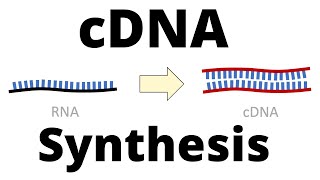 cDNA Synthesis Protocol by Reverse Transcription [upl. by Yemar]