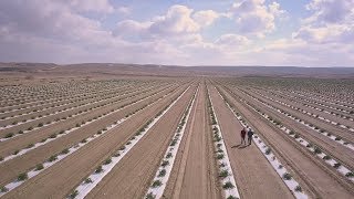 Agriculture in the Negev Todays Desert Pioneers [upl. by Paehpos]