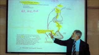 ADRENOCORTICOTROPIN ACTH amp THE REGULATION OF CORTISOL by Professor Fink [upl. by Aleemaj]