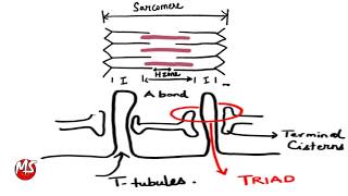 Cardiac Muscle Contraction  Structural organization [upl. by Anivid]