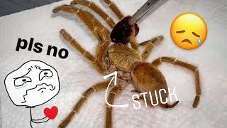 Ms Lord Have Mercy is dead   Tarantula molting GONE HORRIBLY WRONG [upl. by Harvey883]