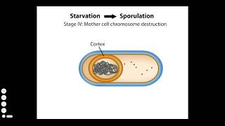 Endospore Formation [upl. by Platto117]