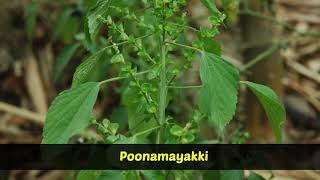 Medicinal Plants  Acalypha indica  Kuppaimeni [upl. by Ekusoyr]