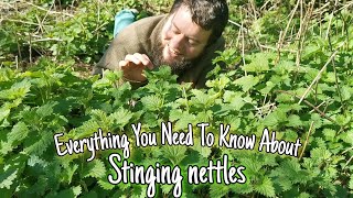 Stinging Nettle  Wild Food Medicine amp History 💚 [upl. by Jelks]