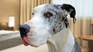 Funny Great Dane Compilation NEW [upl. by Immat]