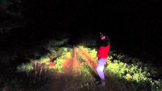 Wolf howling in Eastern Algonquin Park September 2014 [upl. by Bradstreet]