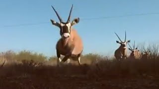 How to Herd Dangerous Antelope  Vet Safari  BBC Earth [upl. by Etteuqram246]