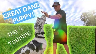 Great Dane Puppy Training [upl. by Cirdla]