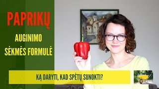 Paprikų auginimas kokia jų sėkmės formulė [upl. by Ardnayek30]