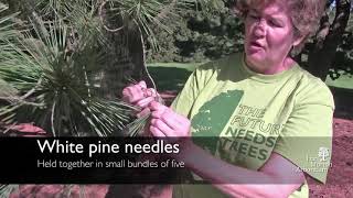 How to identify white pine Pinus strobus [upl. by Linis]