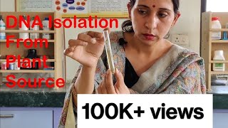 ISOLATION OF DNA FROM PLANT TISSUES  CLASS 12 BIOLOGY PRACTICAL [upl. by Recha566]