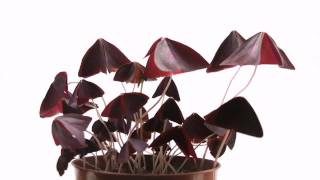 Oxalis Triangularis TimeLapse [upl. by Enomar]