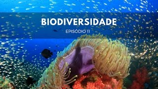 Biodiversidade  Origens 11 [upl. by Manheim]