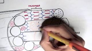 Myology  Skeletal Muscle Contraction [upl. by Piero]