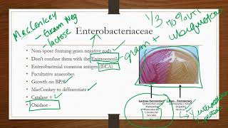 Enterobacteriaceae [upl. by Udell]