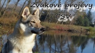 Zvukové projevy Československého vlčáka [upl. by Ial]