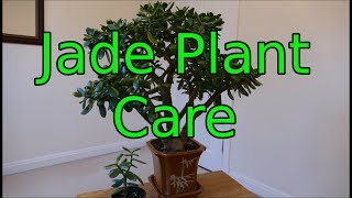 Jade Plant Care Crassula ovata [upl. by Annaliese]