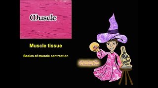 Muscle Tissue The Basics of Contraction [upl. by Farkas902]