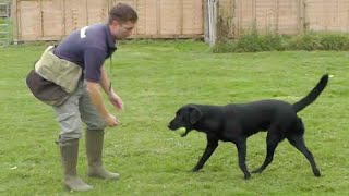 Gundog training Retrieve problems [upl. by Omland]