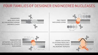 Crispr cas9 gene editing explained [upl. by Acnaib]