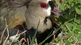 Southern Lapwing the alarm bird of the savanna [upl. by Ovida]