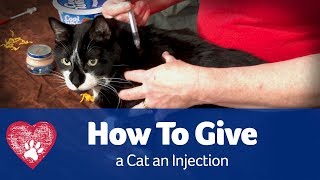 How do I give my cat insulin [upl. by Attirb768]