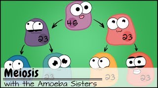 Meiosis Updated [upl. by Agna]