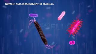 Prokaryotic Cell Flagella amp Fimbriae [upl. by Bedwell422]