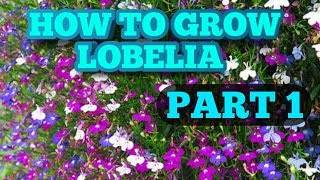 How to grow Lobelia from seed Part 1 [upl. by Libb]