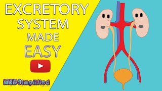 HUMAN EXCRETORY SYSTEM Made Easy  Human Urinary System Simple Lesson [upl. by Ainsworth15]