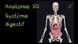 Description Anatomique 3D du système Digestif Naturosoutien [upl. by Noizneb]