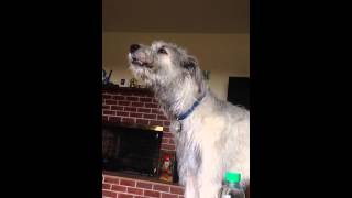 Irish wolfhound howling [upl. by Gans]