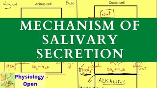 Salivary secretion and saliva function  Gastrointestinal physiology  Digestive system [upl. by Crutcher537]