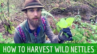 How to Harvest Wild Stinging Nettles  Harmonic Arts [upl. by Eriuqs]